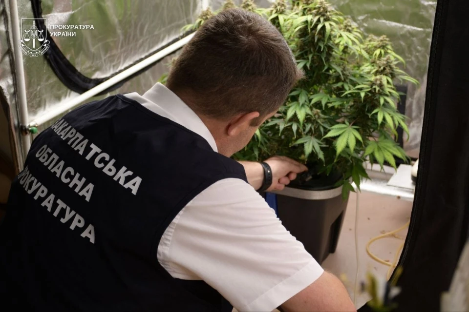 канабіс і "галюциногенне печиво"