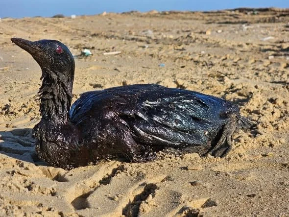екоцид Чорного моря