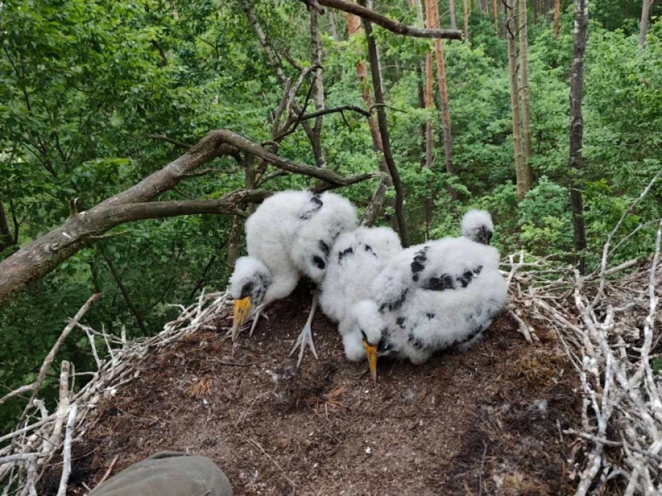 У нацпарку на Волині закільцювали трьох пташенят червонокнижного чорного лелеки